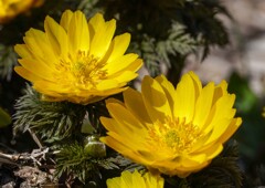 フクジュソウ②