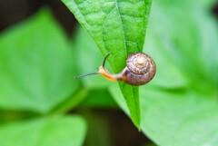 小さなカタツムリ③
