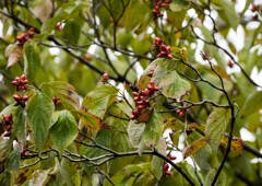 猛暑が過ぎて②