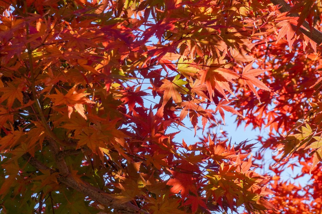 紅葉