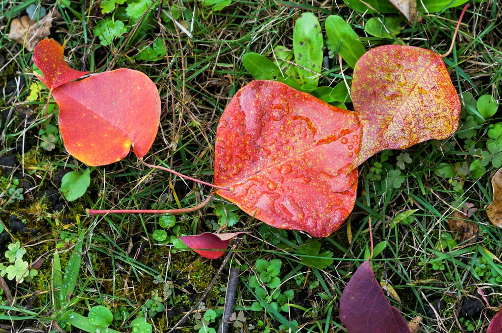 ナンキンハゼの紅葉④