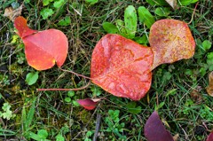 ナンキンハゼの紅葉④