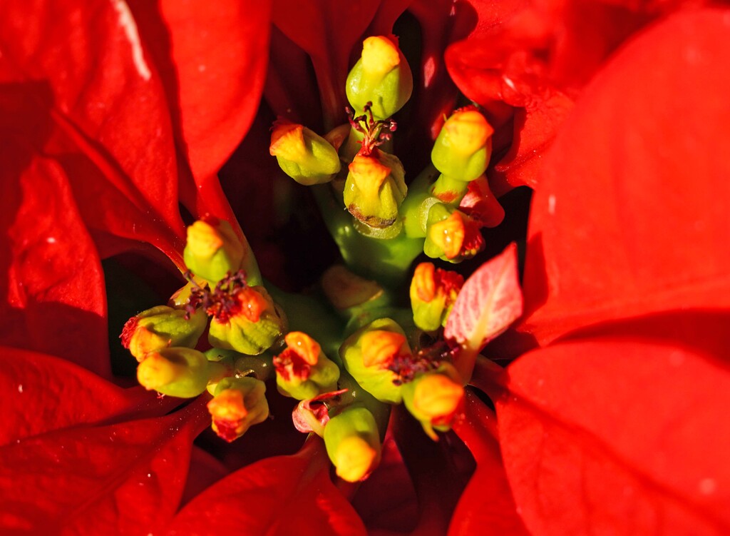 ポインセチアの花