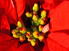 ポインセチアの花