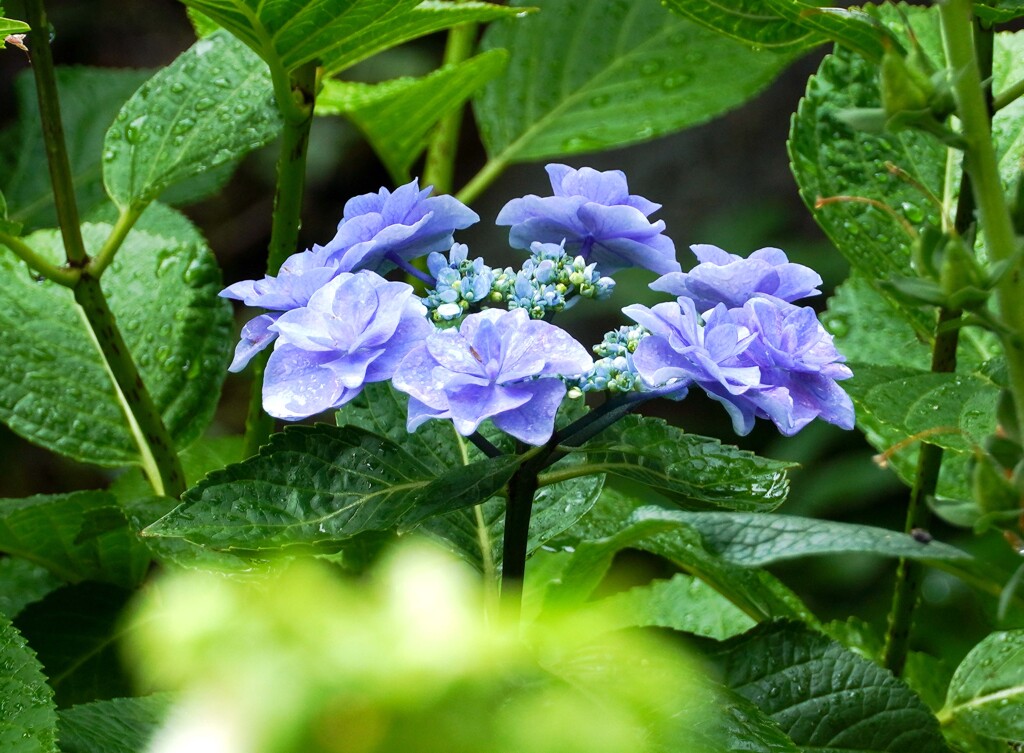 木陰に咲く