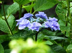 木陰に咲く