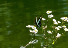 アオスジアゲハ②