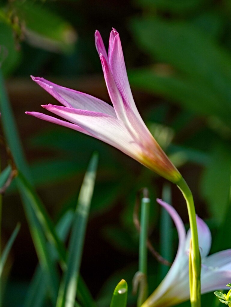 夏水仙