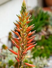 開花