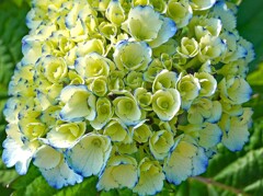 これから開花