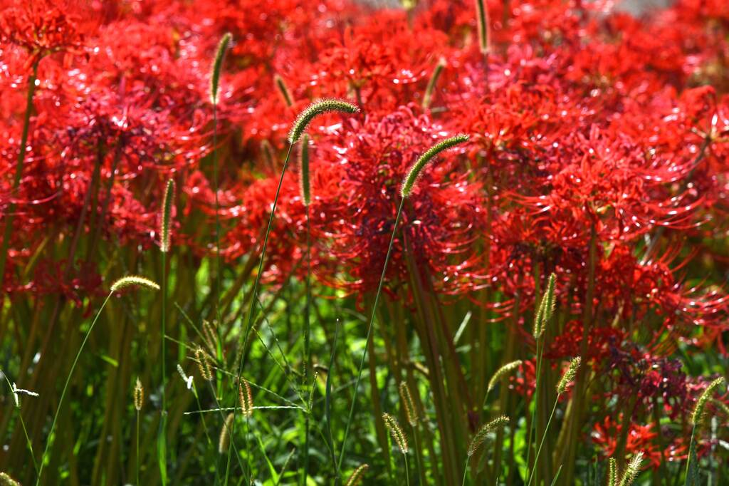 2022年9月22日撮影