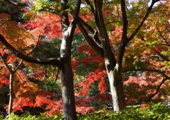 国分寺散歩④