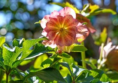 クリスマスローズ⑦