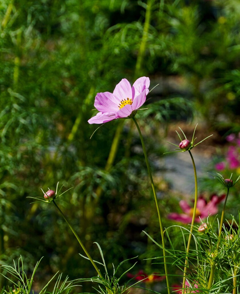 秋桜