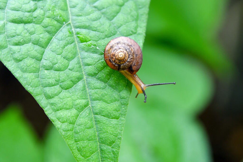 小さなカタツムリ②