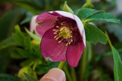 開花したクリスマスローズ④