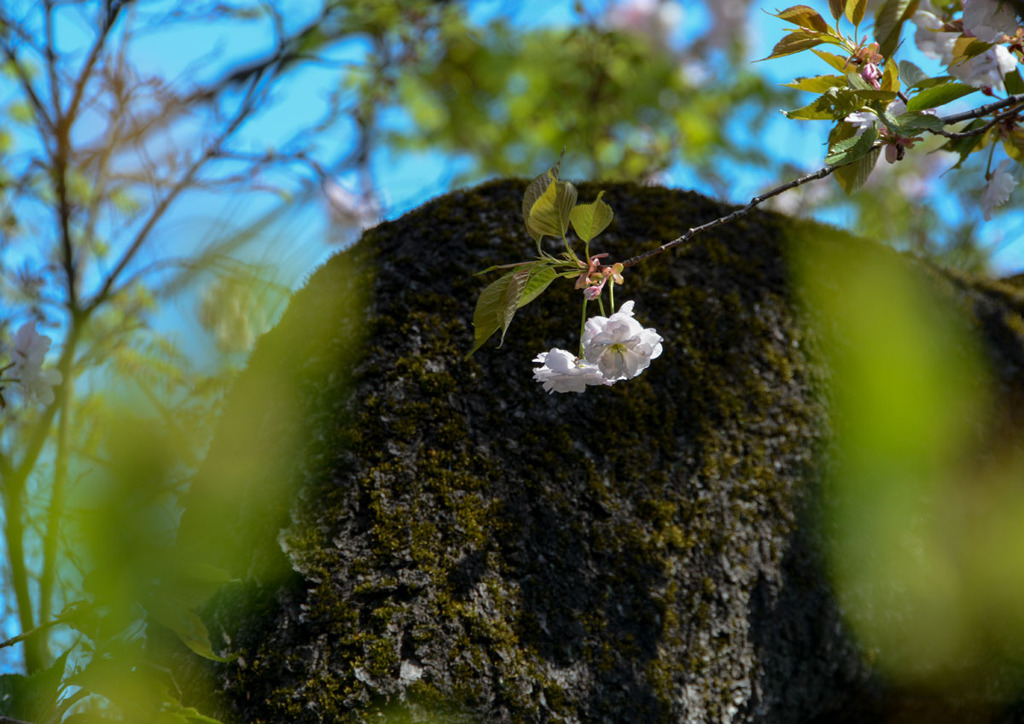 八重桜④