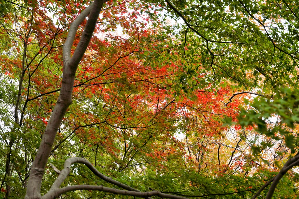 近郊公園の紅葉②