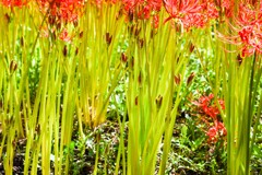 ヒガンバナ色々③