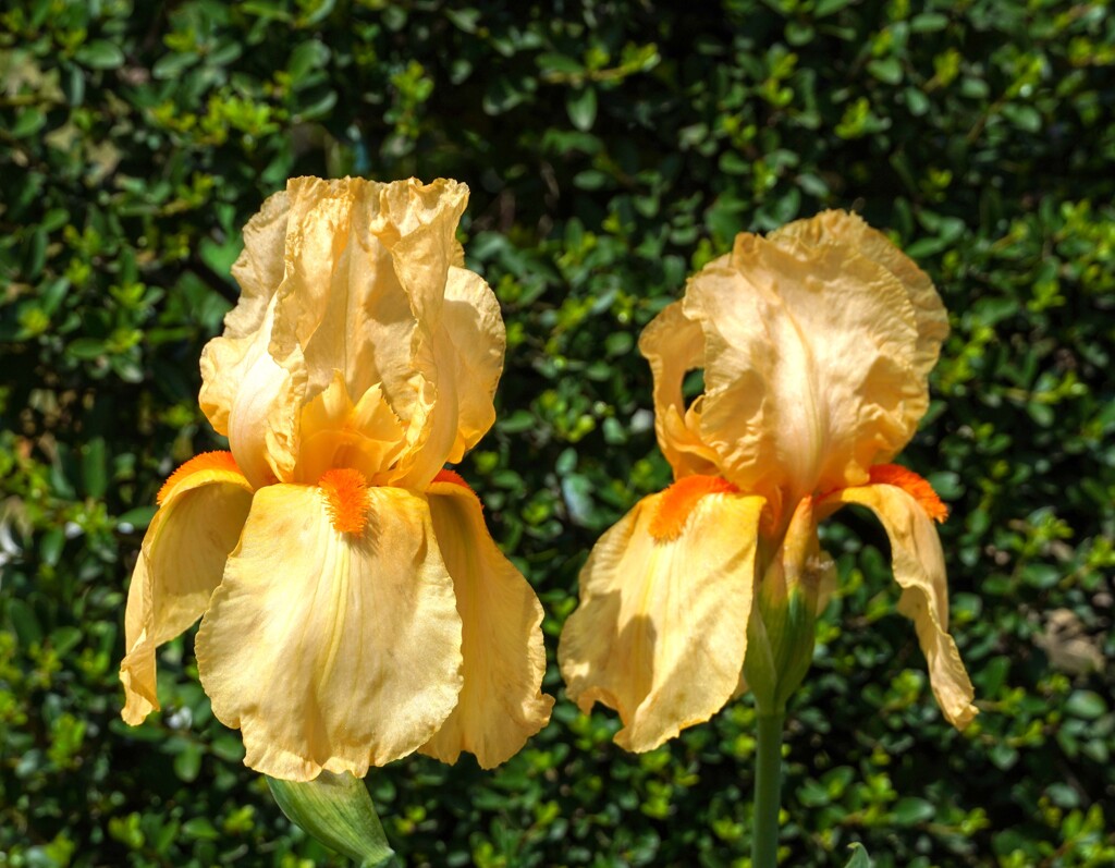 ジャーマンアイリス①