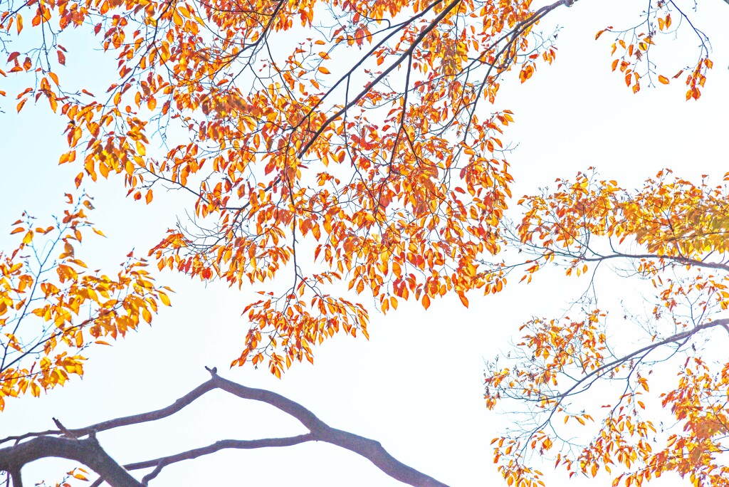 紅葉・黄葉②