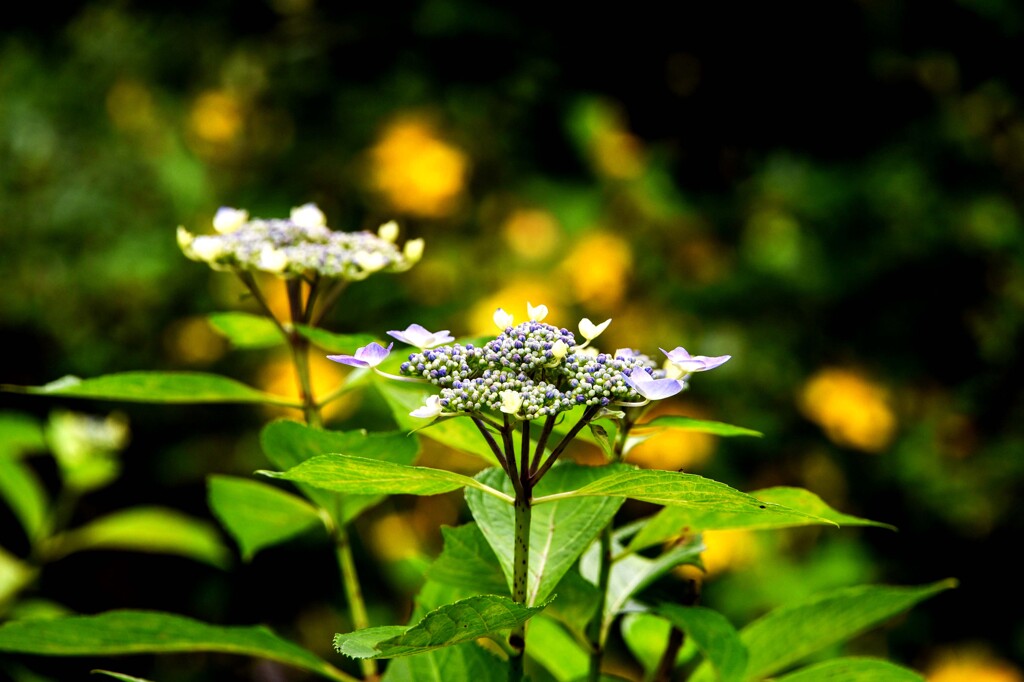 アジサイ色々④