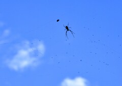 見上げて見れば