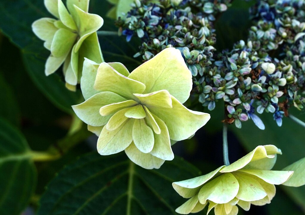 残花①