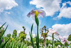 天空の花