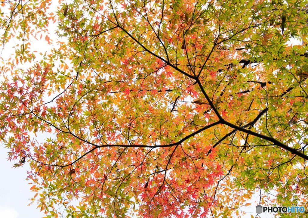 公園の紅葉②