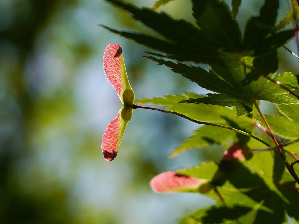 赤いプロペラ
