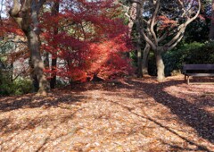 ドウダンツツジの紅葉