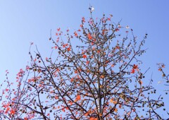 モミジバフウ①