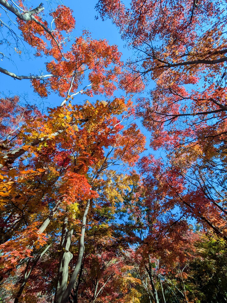 紅葉・黄葉⑥