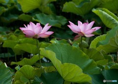 今朝撮り③