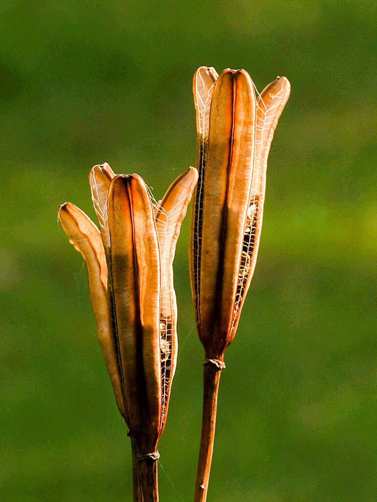 公園で見つけた小さな秋③