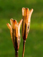 公園で見つけた小さな秋③