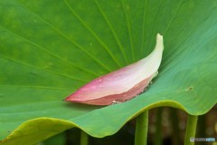 ハス撮り①