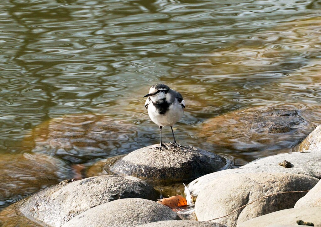 ハクセキレイの形①