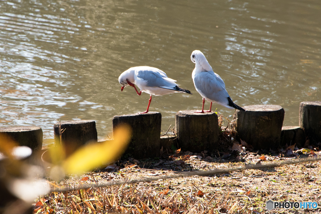 初冬の公園③