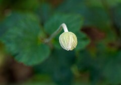 シュウメイギク①