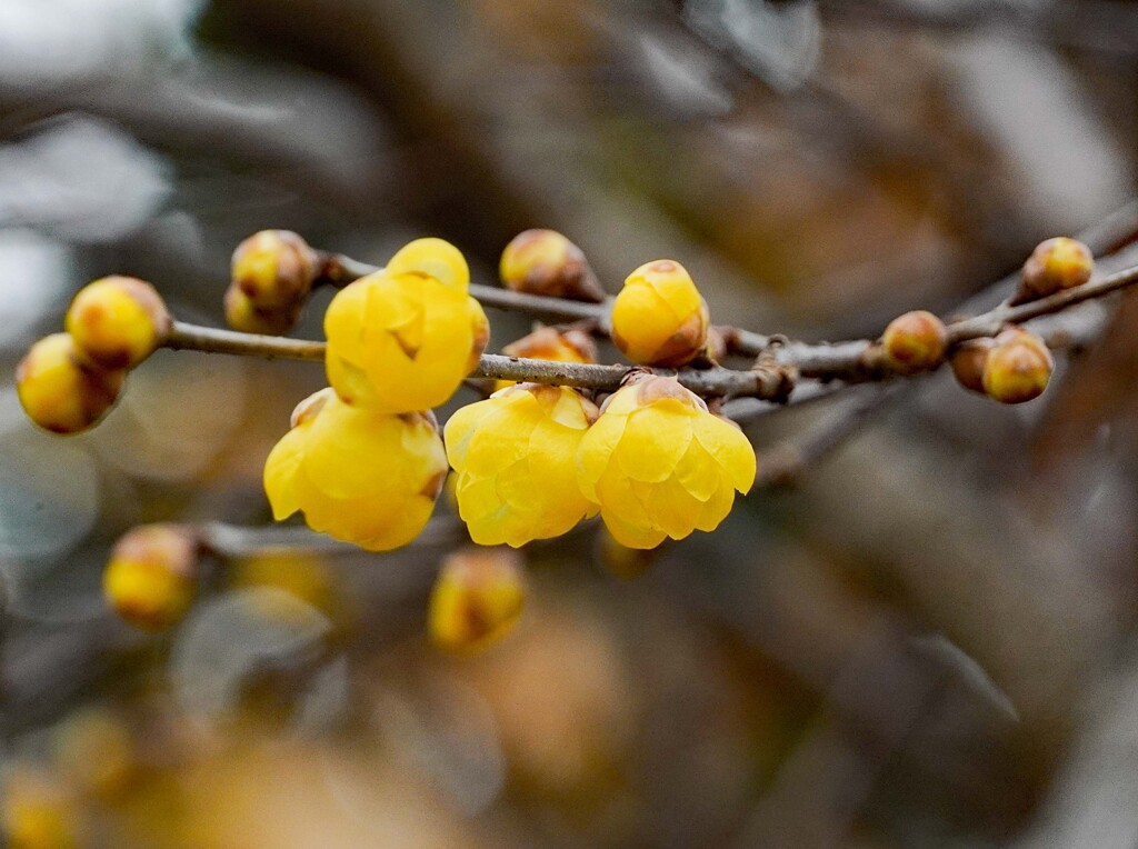 満月ロウバイ③