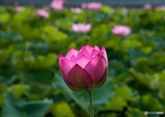 今朝撮り①