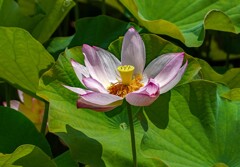 開花