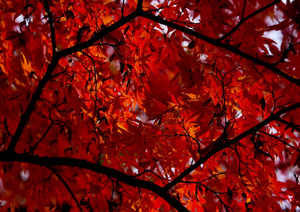 紅葉撮り③