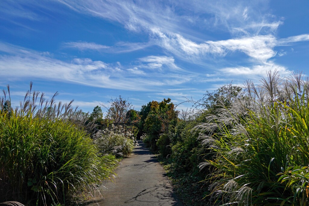 ススキ道