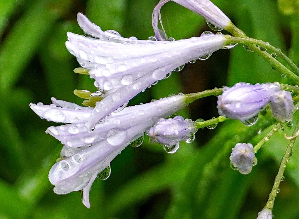 雨上がり
