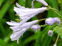 雨上がり
