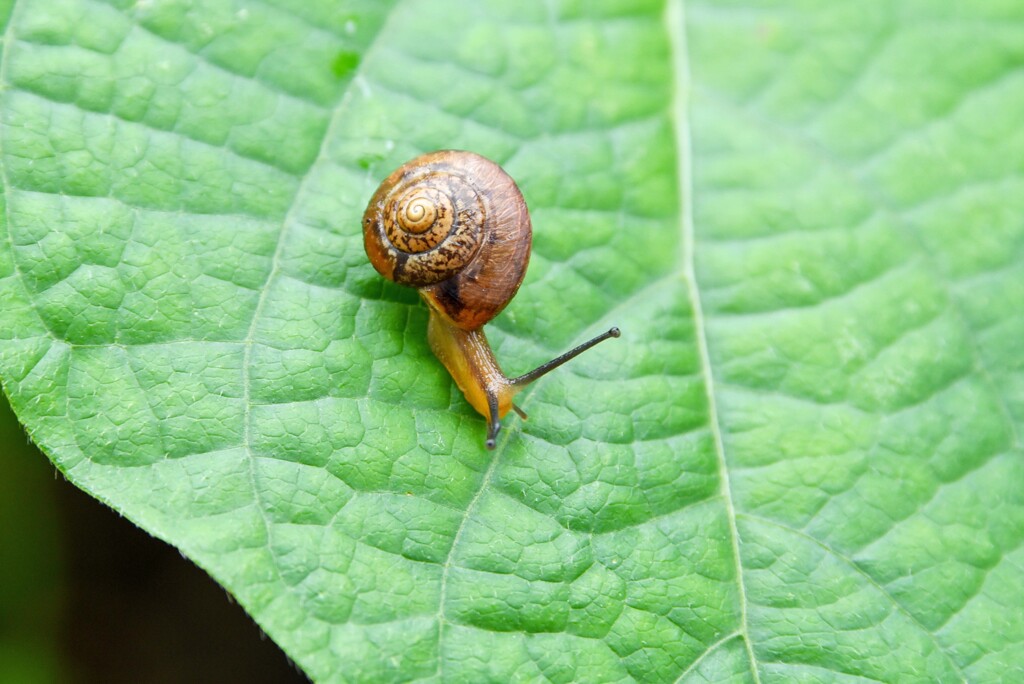 小さなカタツムリ①