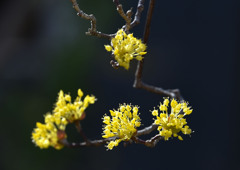 春は黄色い花から③